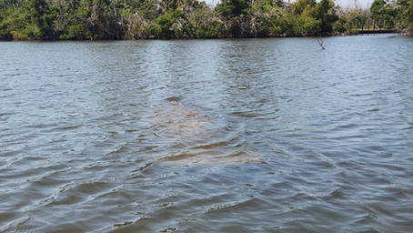 Marina permits challenged to protect our environment